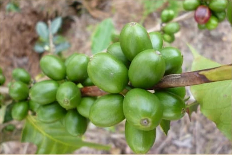 Detalle de cerezas verdes de café